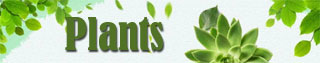 green plants delivery